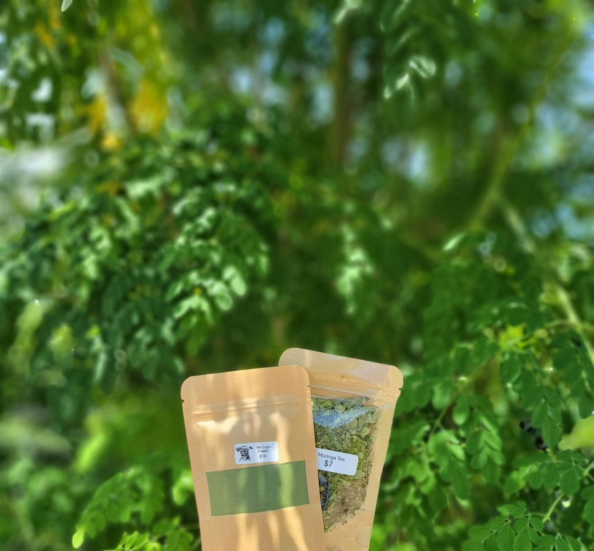 Community SOGarden Moringa Lunch and Learn