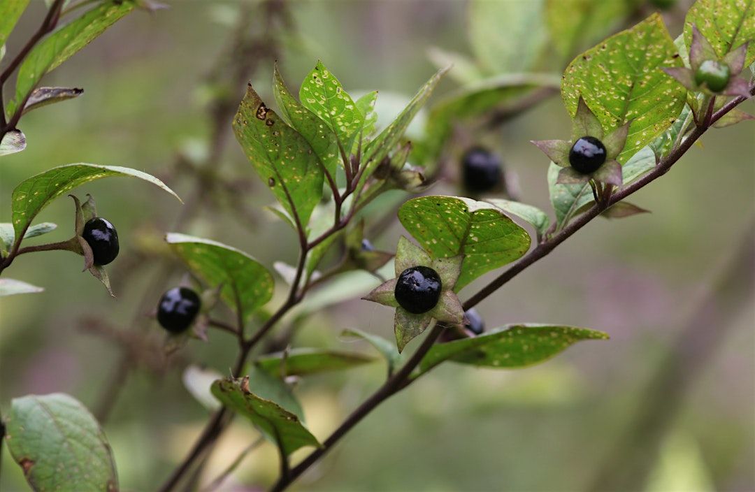 Poisonous Plants to Livestock