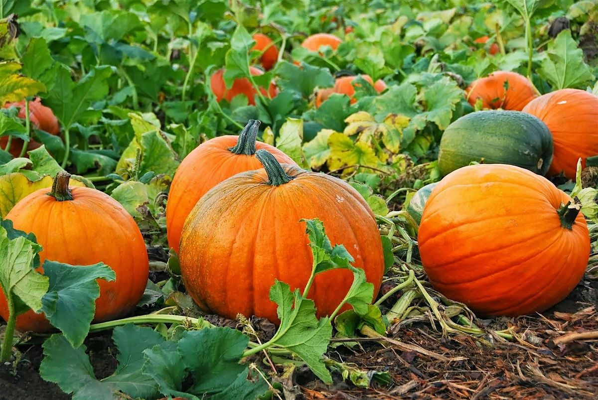 Thanksgiving Market & more