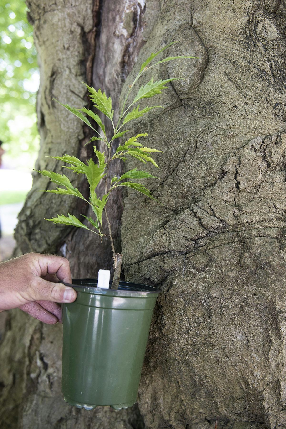 March Free Tree Walk: Redwood Library, Newport Art Museum, & Old Beach Ave