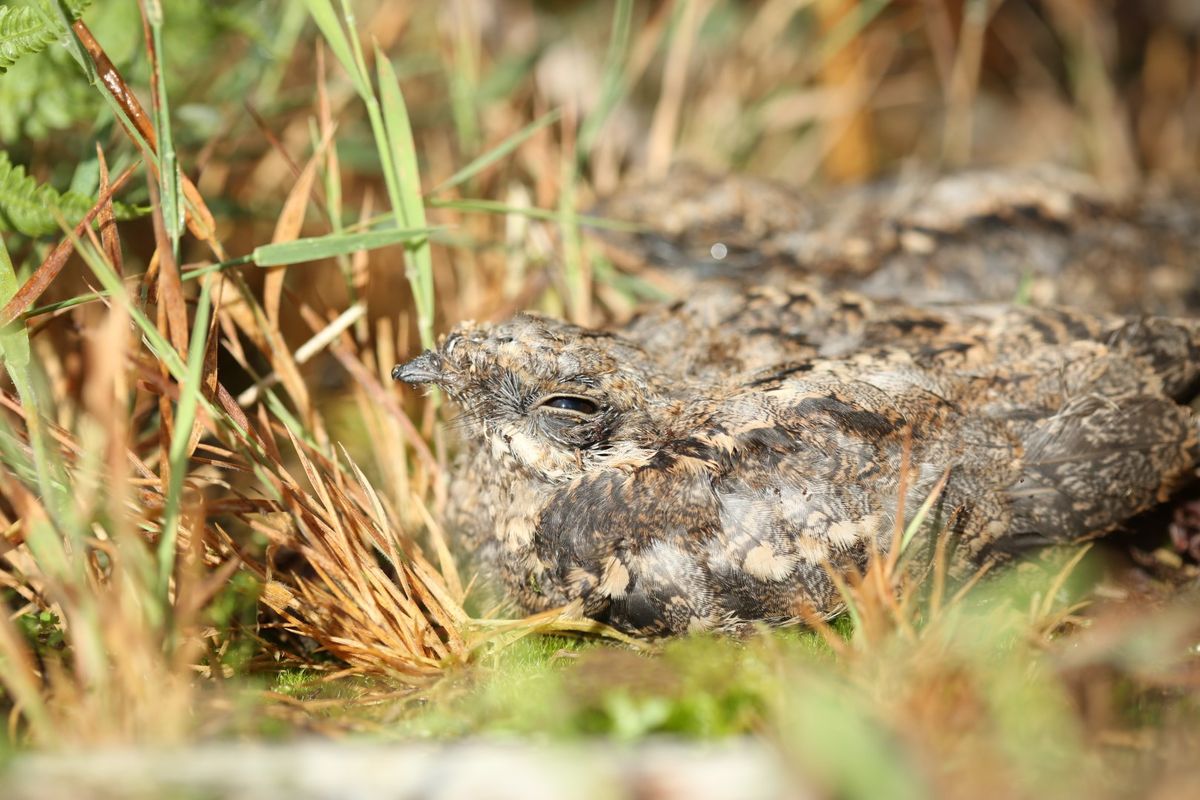 Nightjar walk at Haldon Forest Park