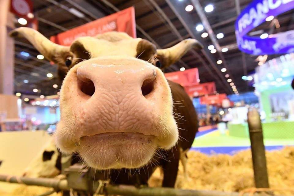 Salon de l\u2019Agriculture 2020 x WeDiscover Paris