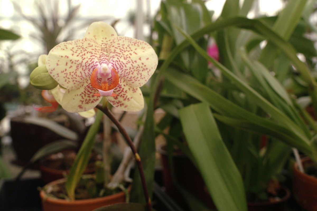 Orchids: Growing and Nurturing Your Blooms with Expert Care