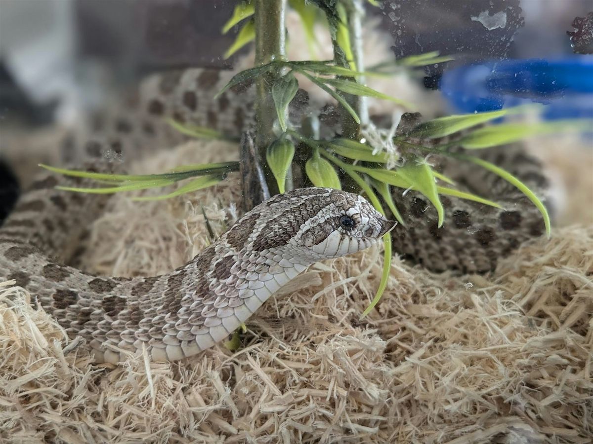 Responsible Pet Ownership: Keeping Snakes