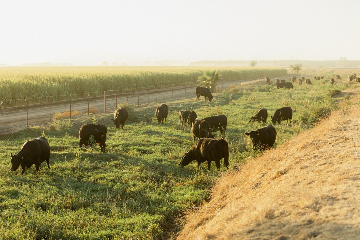 Kern Cattle Bull Sale