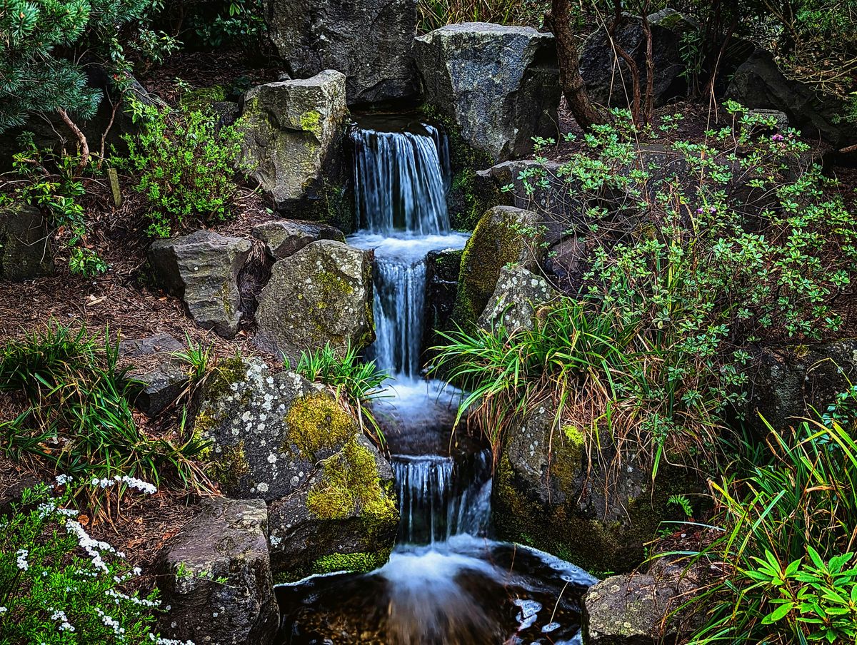 Forest Bathing at Lauriston Castle Gardens