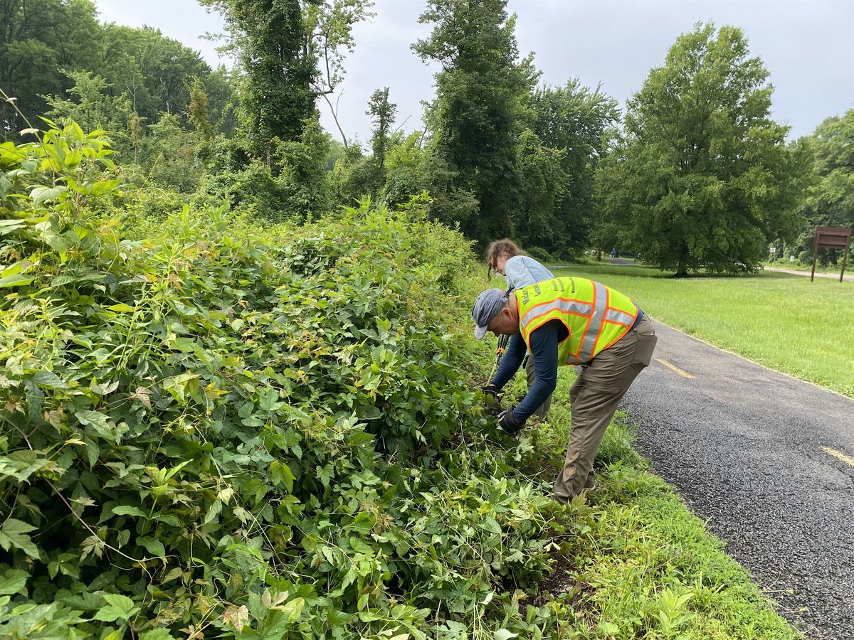 Invasive Vegetation Cleanup at Belle Haven Park