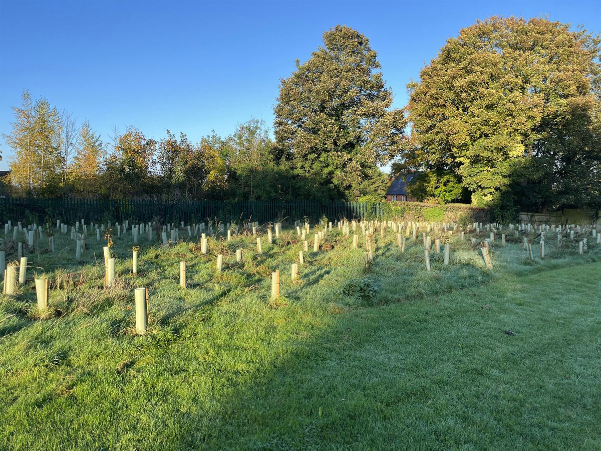 Olney Riverside Tree Planting