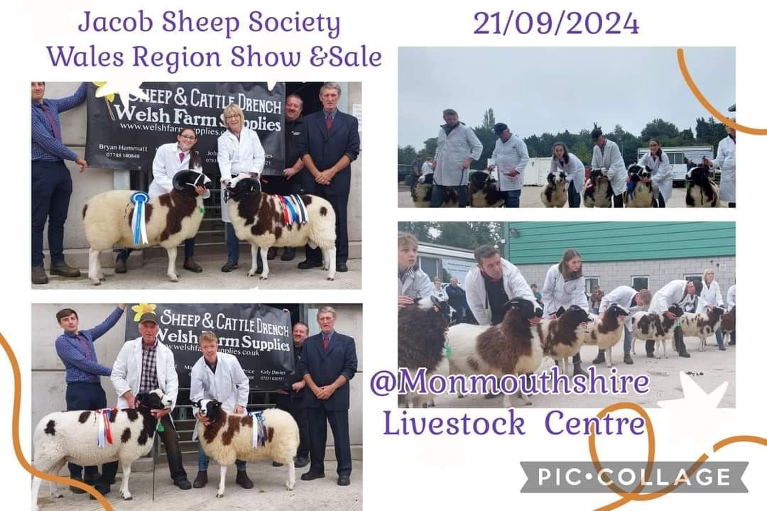 Jacob Sheep Society Wales Show and Sale