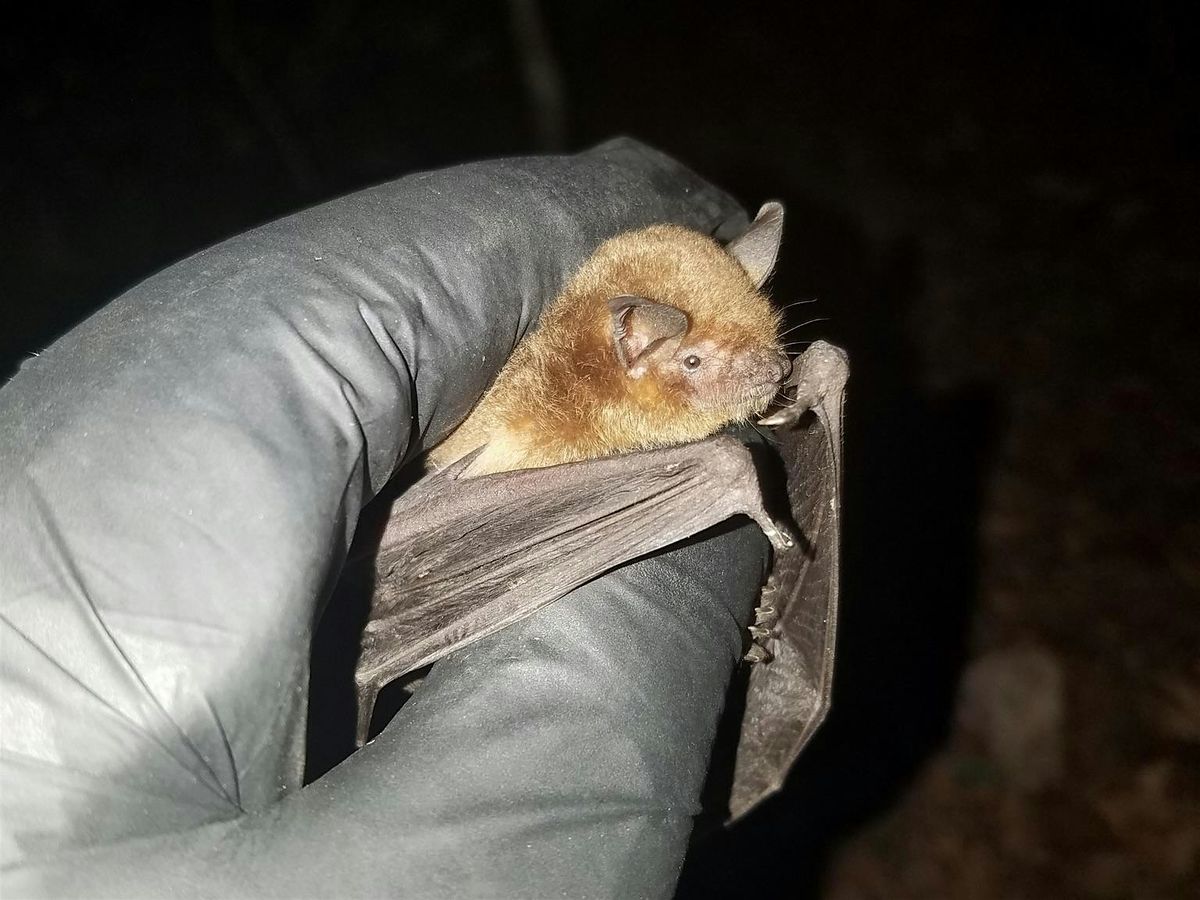 Biology Careers: What it\u2019s like to be a bat biologist