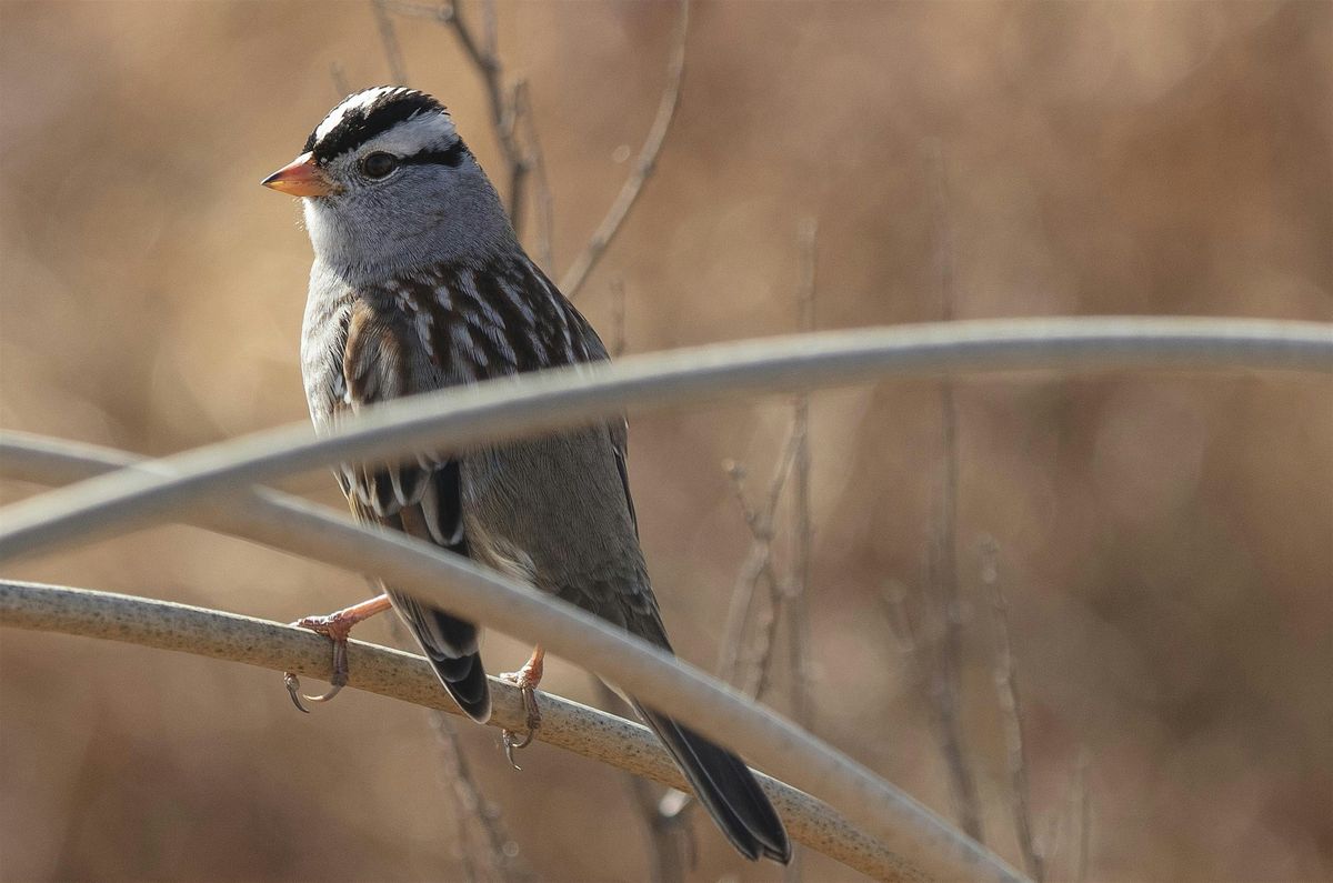 Family Friendly Nature Walk at the Cosumnes River Preserve