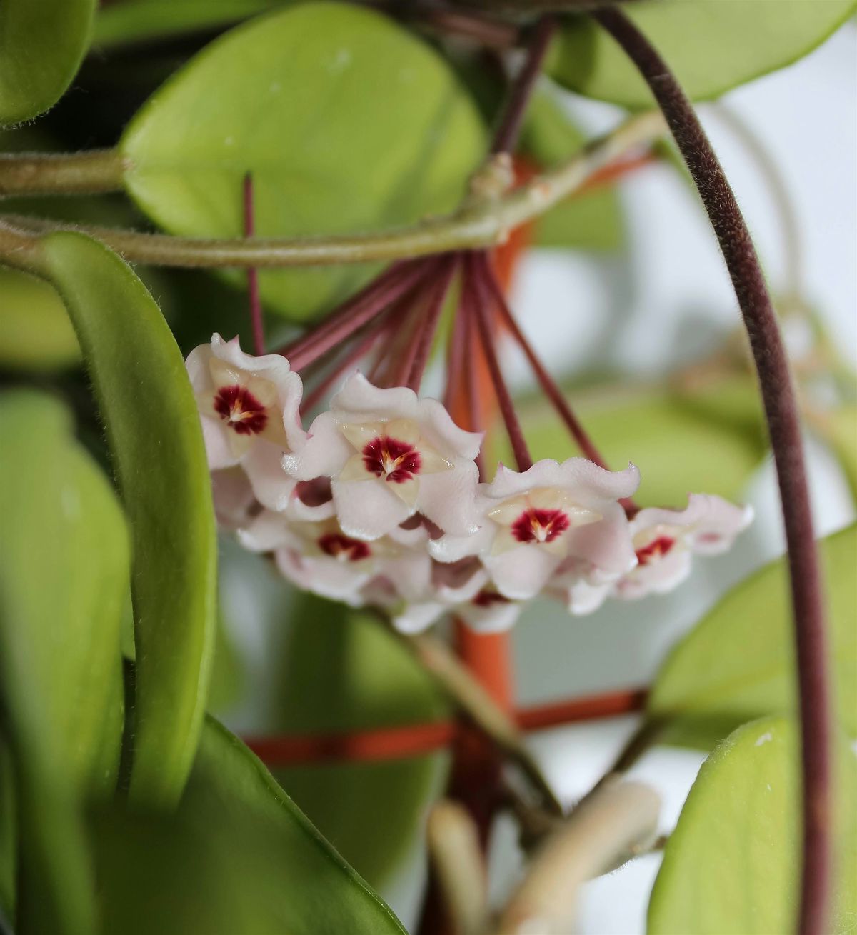 Hoya Masterclass Workshop at Moss Houseplants