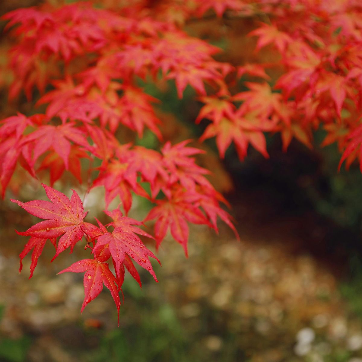 Japanese Maples 101 - Campbell