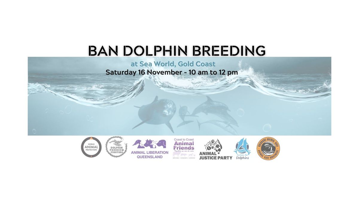 Ban Dolphin Breeding - Saturday 16 November 2024