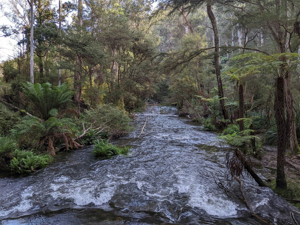 Seasonal Watering Proposal Info Session EAST (Yarra and Tarago-Bunyip)