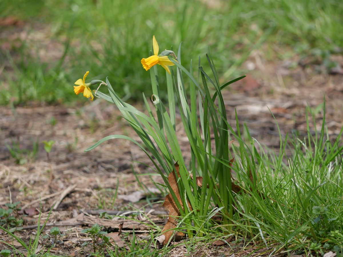 Daffodil Bulb Planting