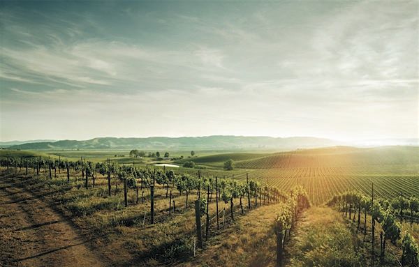 CAPSTONE California: Revisiting Classic Regions - Calgary
