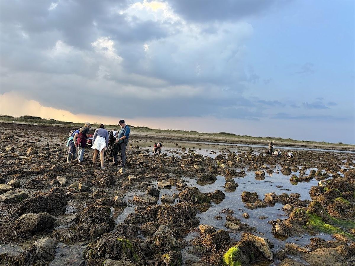 Intertidal Survey - Ryde