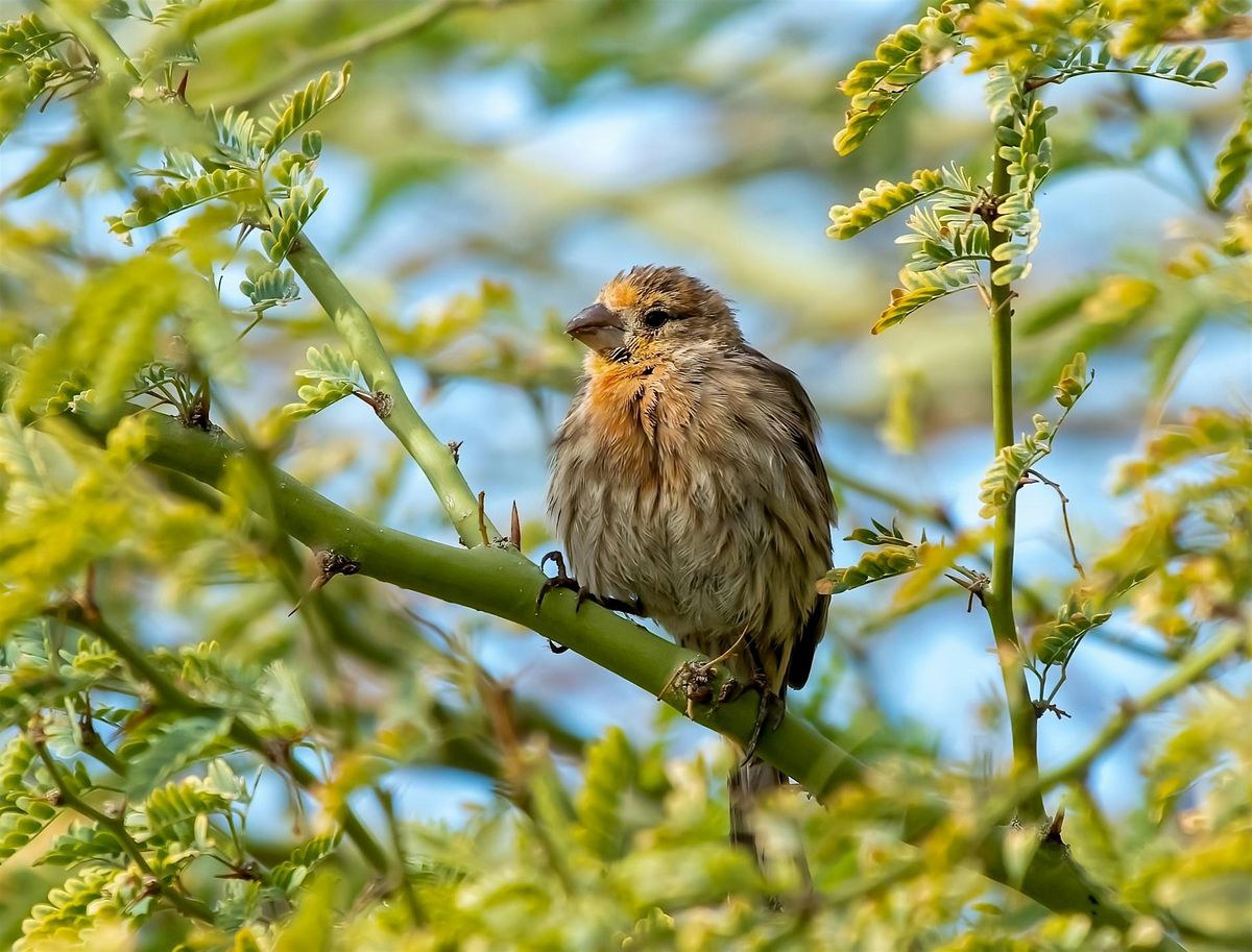 Birding Walk-About, Desert Willow