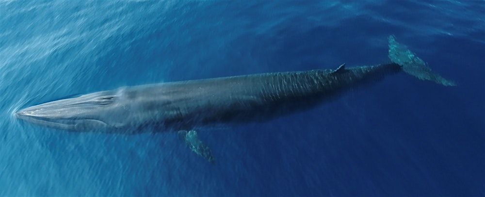The dynamic Gulf: From endangered whales to sea turtles and manatees