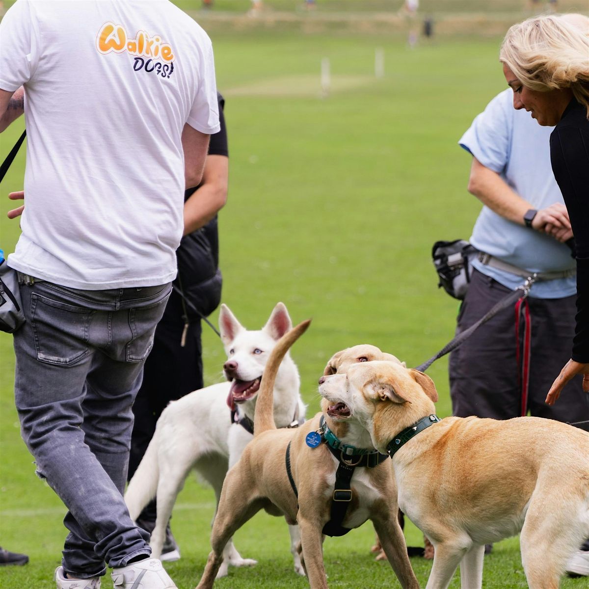 Walkie Dogs Open Day Wakefield (Sat)