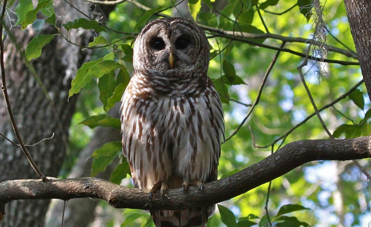 Owl Prowl at Tomoka State Park