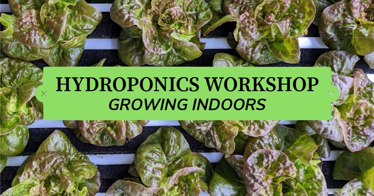 Growing Indoors: Hydroponics 