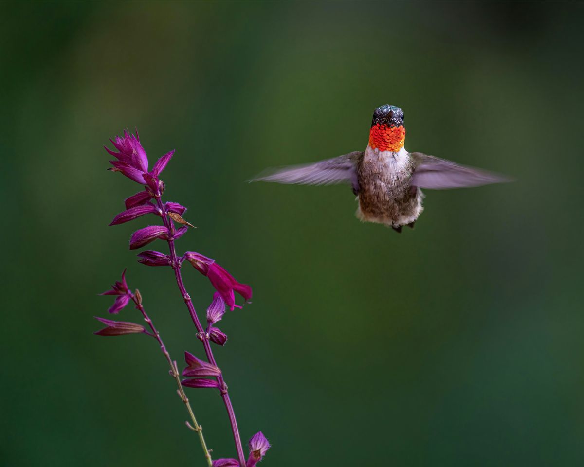 Birding at Burden May 2025