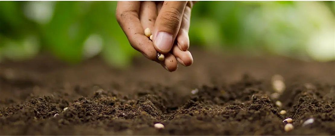 "Parable of the Sower" Plant Walk