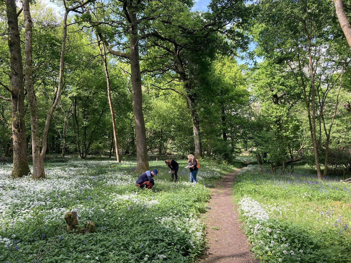 Woodland Plants - Identification and Survey