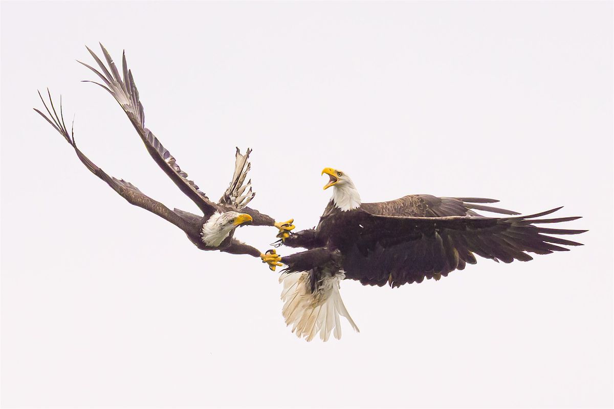 Bald Eagle Photography Workshop