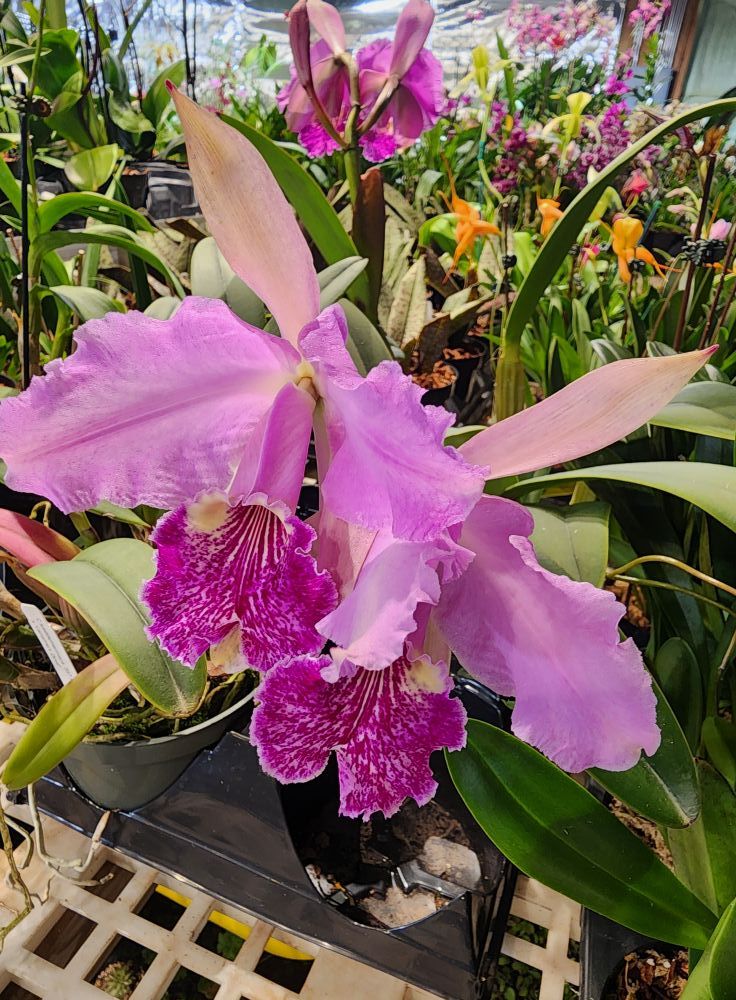 Springfield Orchid Show & Sale 