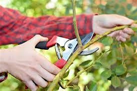 Pruning Trees and Shrubs - Mocksville