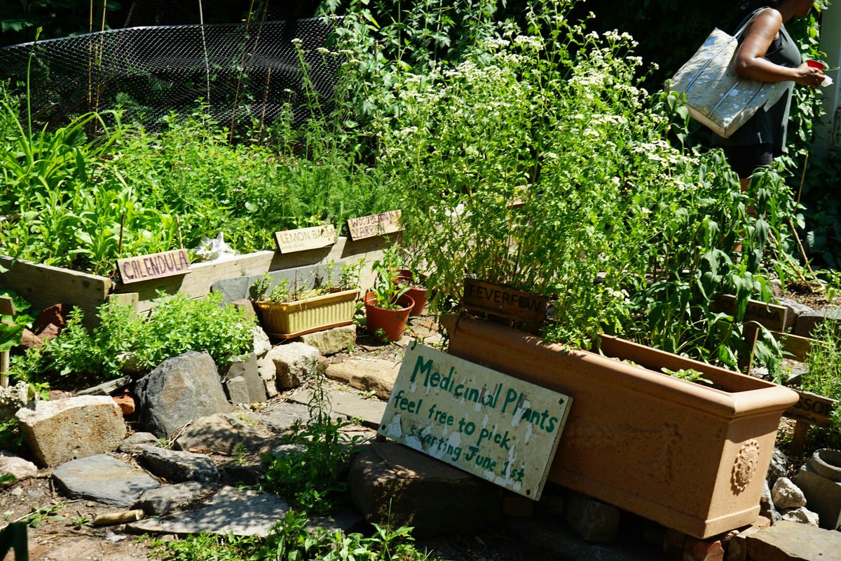 Medicinal Garden Workshop