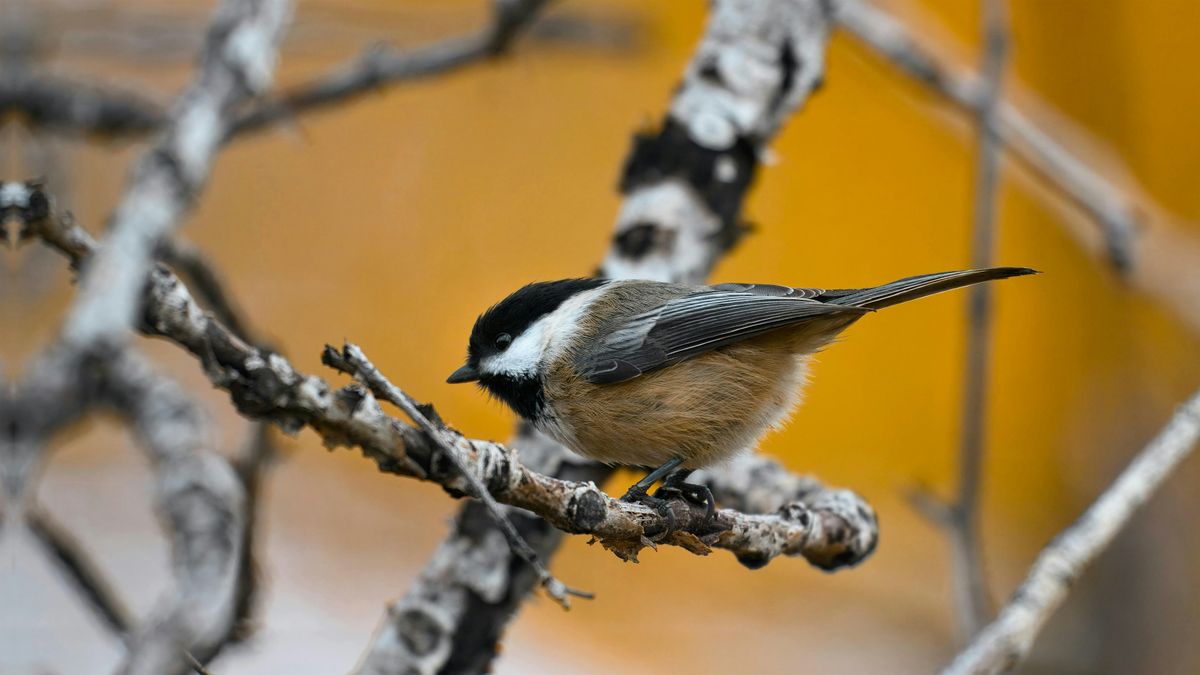 Birding for Beginners