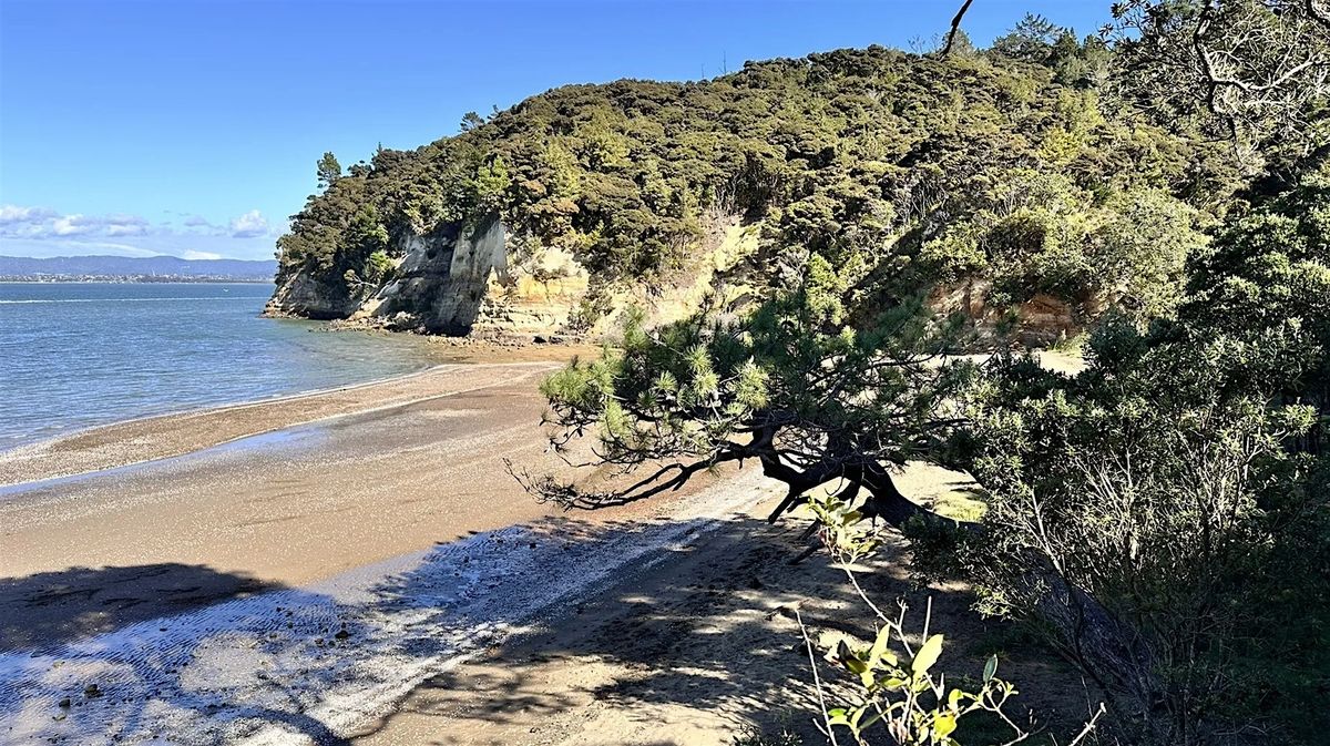 Kauri Point Loop Track