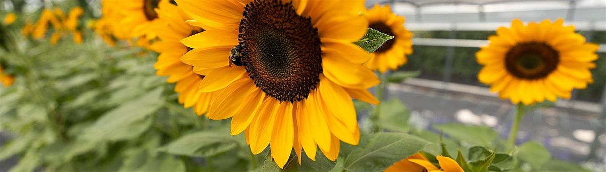 Sunflowers at Sunset