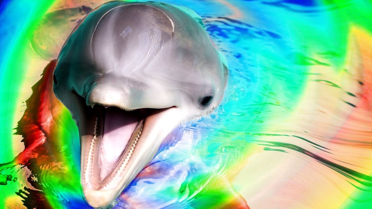 Dolphins on Acid