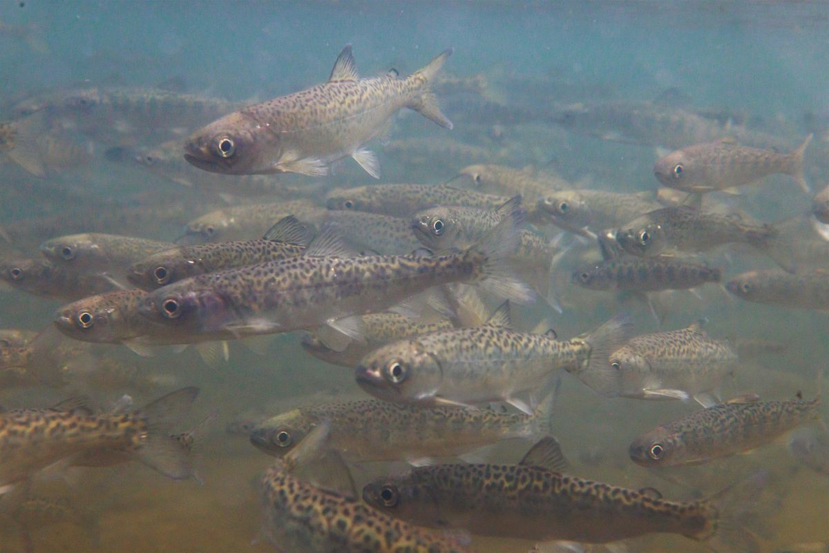 Columbia at a Crossroads: Fish wars, dam removal and climate change
