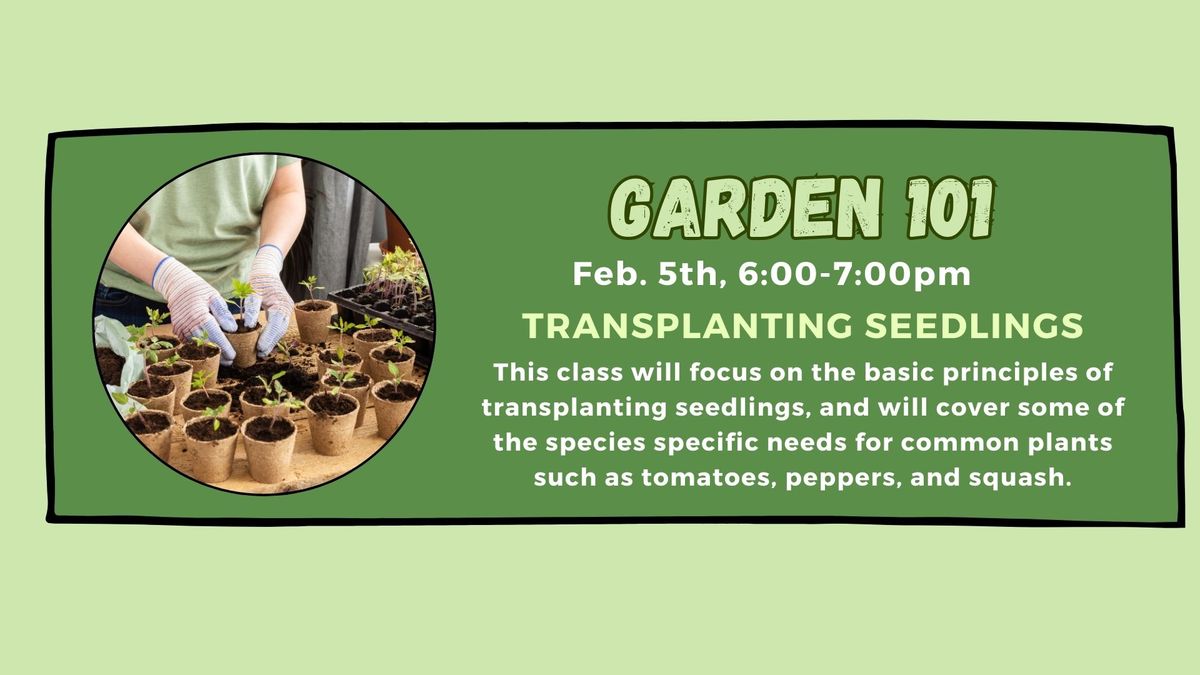 Transplanting Seedlings Wednesday