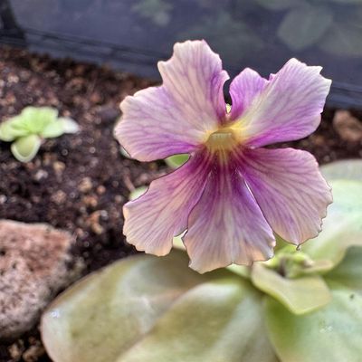 Mountain Pinguicula