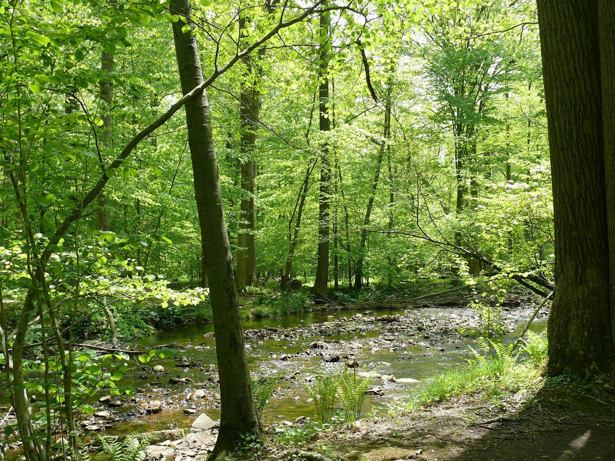 NJ Audubon: Morning Walk at Scherman Hoffman Wildlife Sanctuary