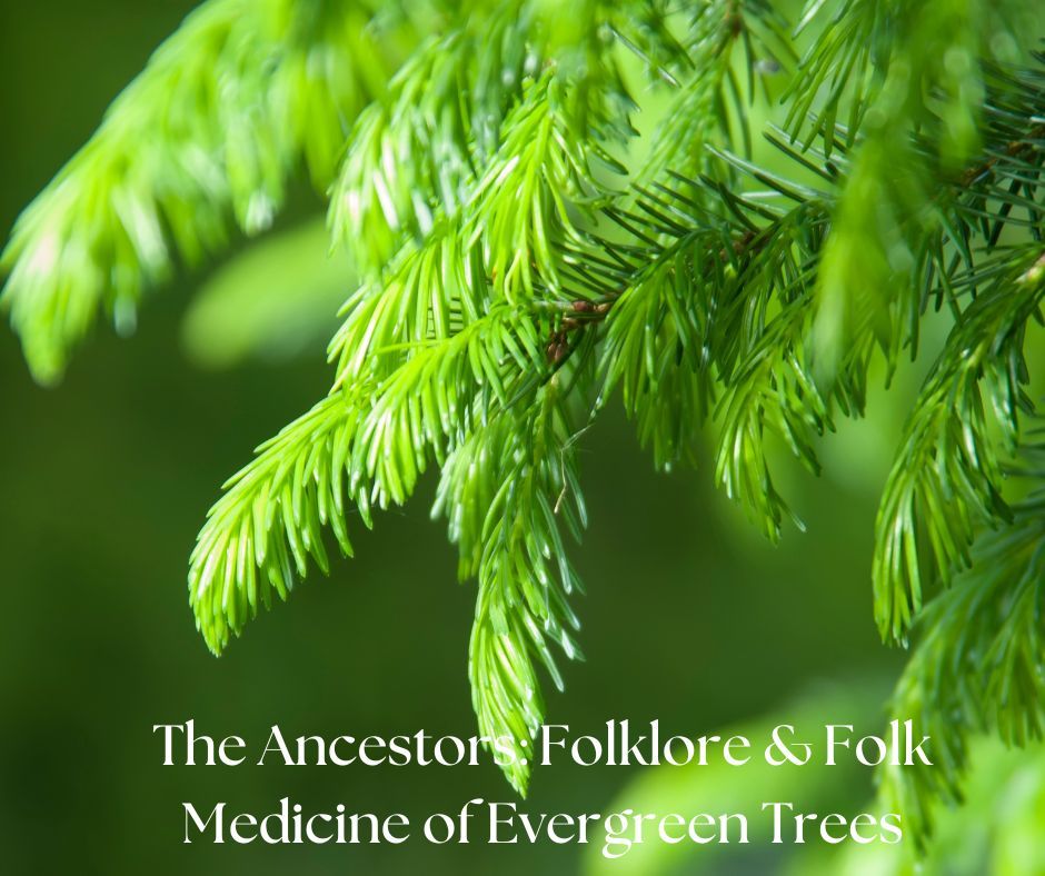 The Ancestors: Folklore & Folk Medicine of Evergreen Trees