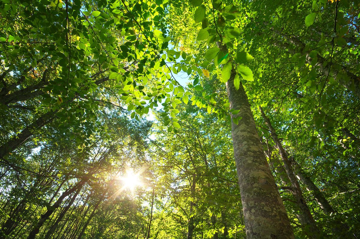 Waldbaden & Qigong