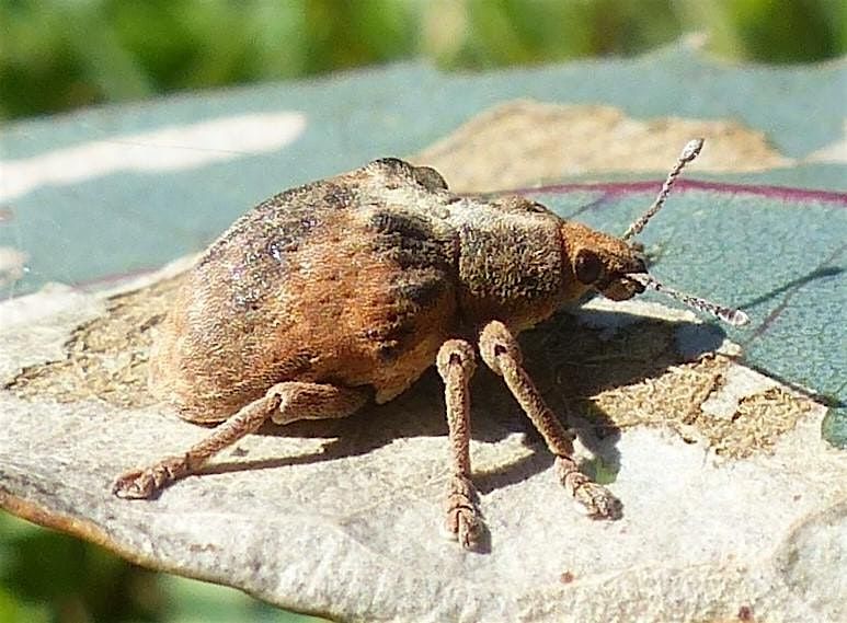 Canning River Insect Walk