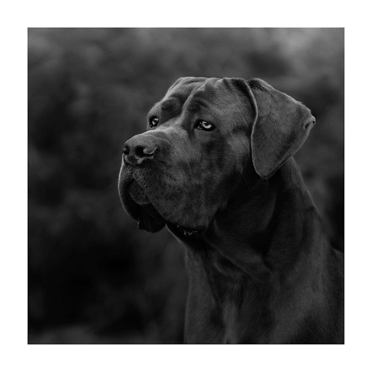 Equine and Canine Fine Art Photography Exhibition