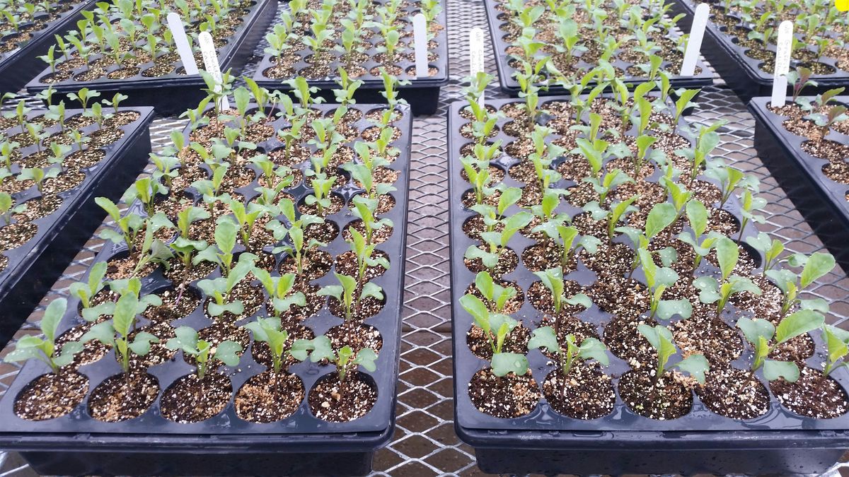 Learn to Grow: Start Your Garden From Seeds