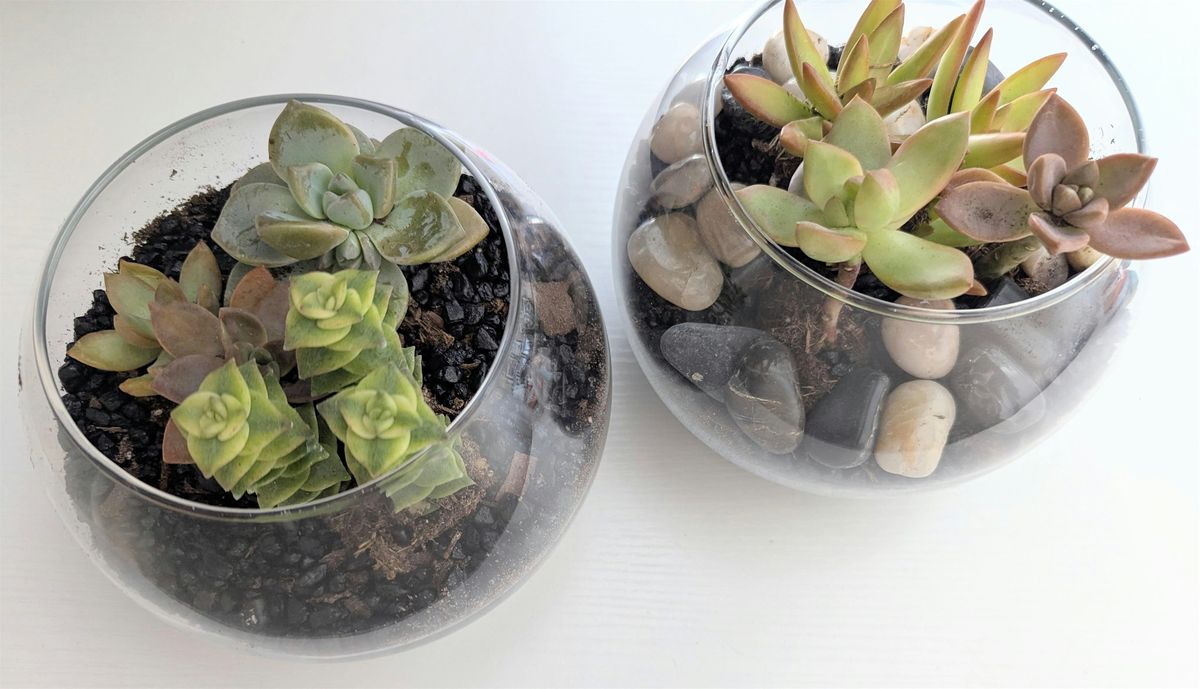 Make Your Own Succulent Terrarium