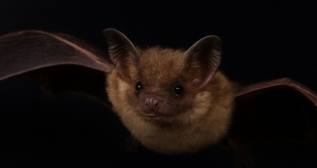 Creatures of the Night: The Bats of New Jersey
