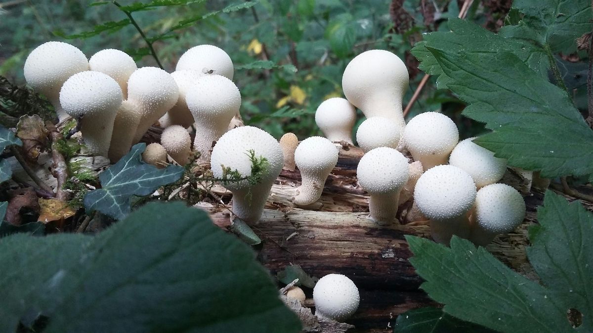 Canford Heath Fungi Foray